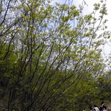 子衿