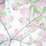 花式豆