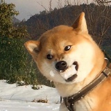巧克力包自肃期