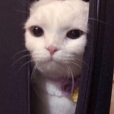红烧肉