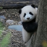 王俊凯