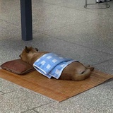 蠢