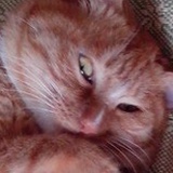 爱-猫-如-命
