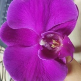 may