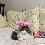 灰