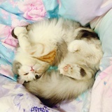 😺