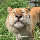 渠泳