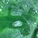 春天才发芽