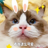愫暮
