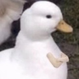 缘来是梦