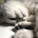 香章