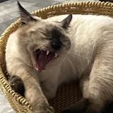 蔡崧涛