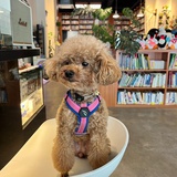 运桔。地豆银。