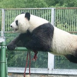 胡迪巴