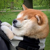 暴躁鸡爪