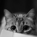 黄猫警长