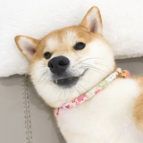 甜蕉安格斯