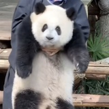 混世魔王奇三妹