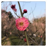 小花