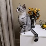 不貳
