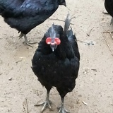 盐津乌骨鸡专卖