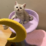 翘脚王