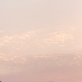 春生羊