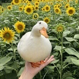 你好