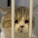 omom