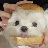 一颗小油麦菜