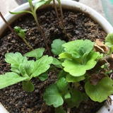 花椒