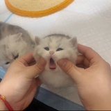 小凌酱