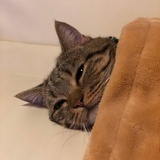 葳蕤