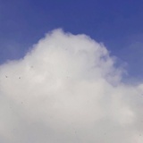 波力海苔