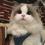 小二