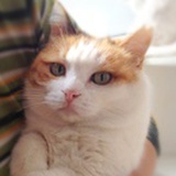 阿猫阿狗、领养