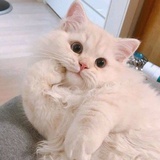 寒塘鹤影