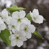 蓝格子