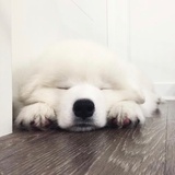 夜点心