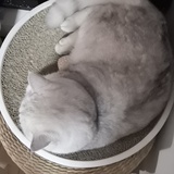 亚洲王子长颈鹿