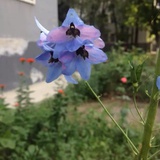 管理者