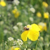 农家蜂蜜，醇正