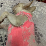 味多美芝士蛋糕