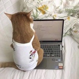 吃冰淇淋的猫