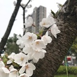 非鱼
