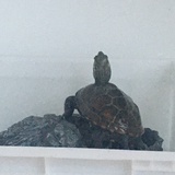 遥望远方