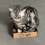 王伏苓