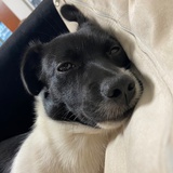 林子里没人