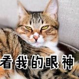 猫星人🐱