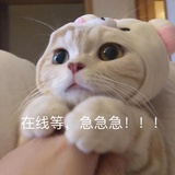 一哈兔